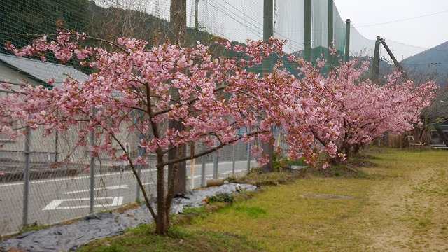 20240214梅桜鳥 (8)