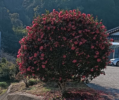 山茶花