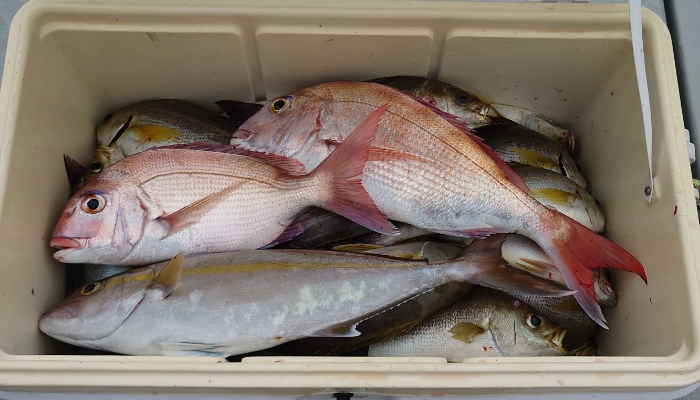 オキアミ五目釣り