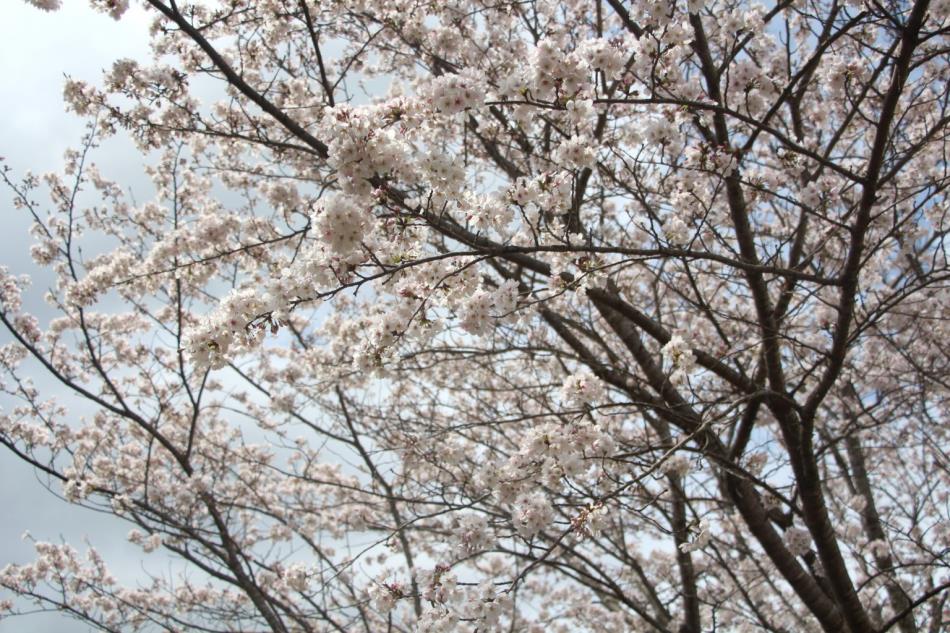 🌸コレジヨ館の桜満開🌸