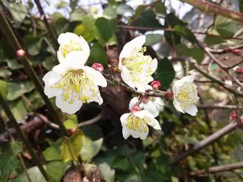 梅の花2