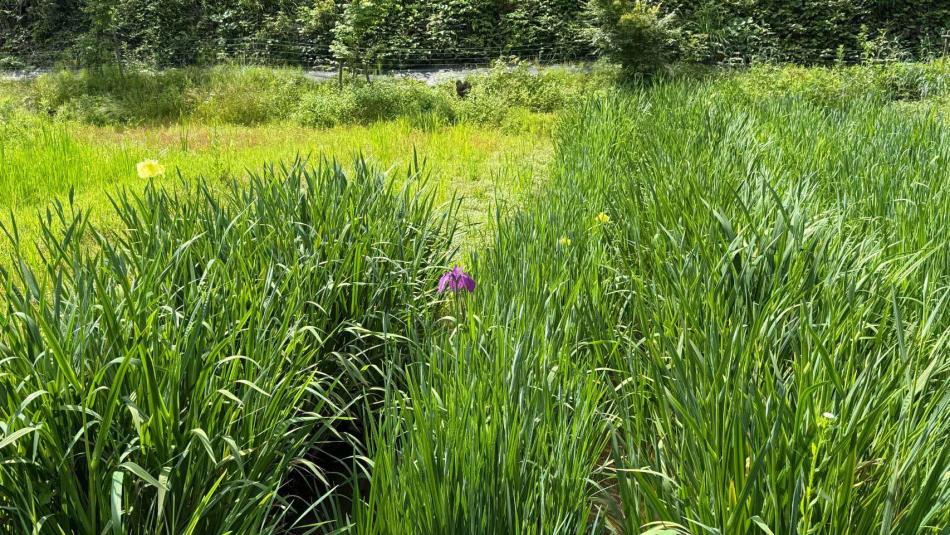 2025/5/23第二菖蒲園の様子