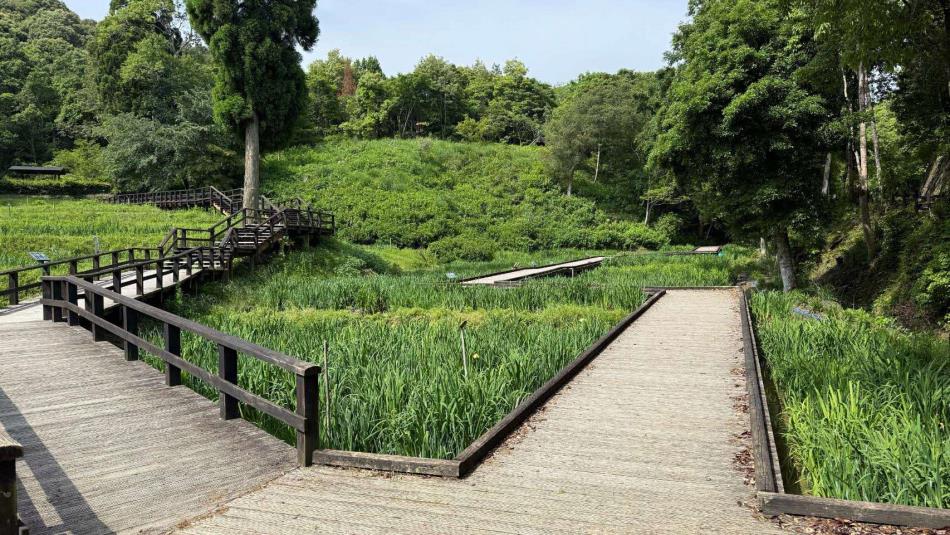 2025/5/23木道の様子①