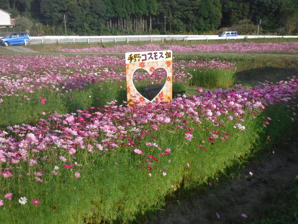 コスモス見頃です！！！