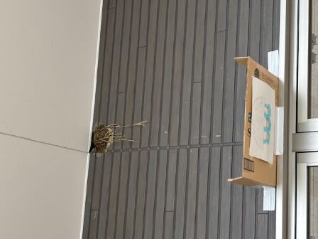 糞の受け皿