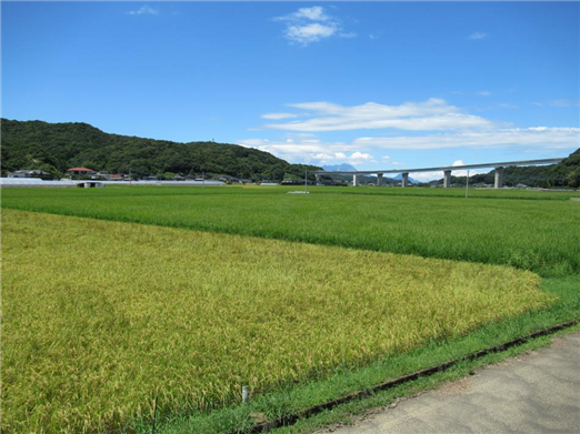 くすぼ