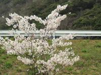 お花見　桜１