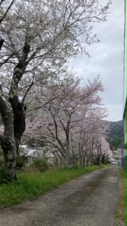 小学校桜