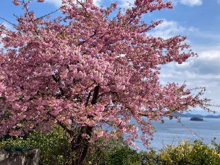 河津桜２月１７日