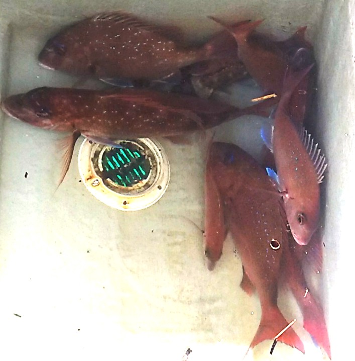鯛ラバー