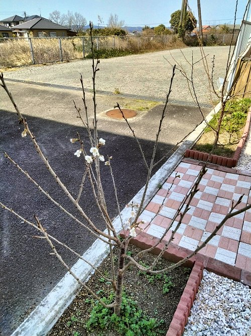 もうすぐ第11回しまご春まつりですよん♪