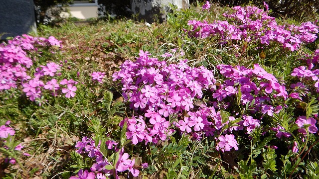 芝桜  (4)