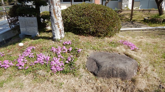 芝桜  (3)