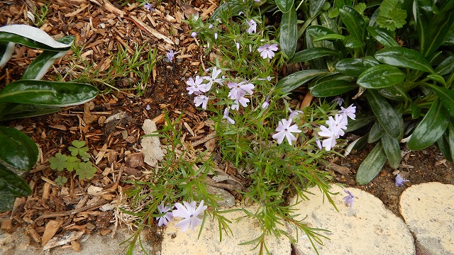 芝桜  (2)