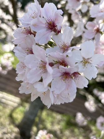 令和5年の桜