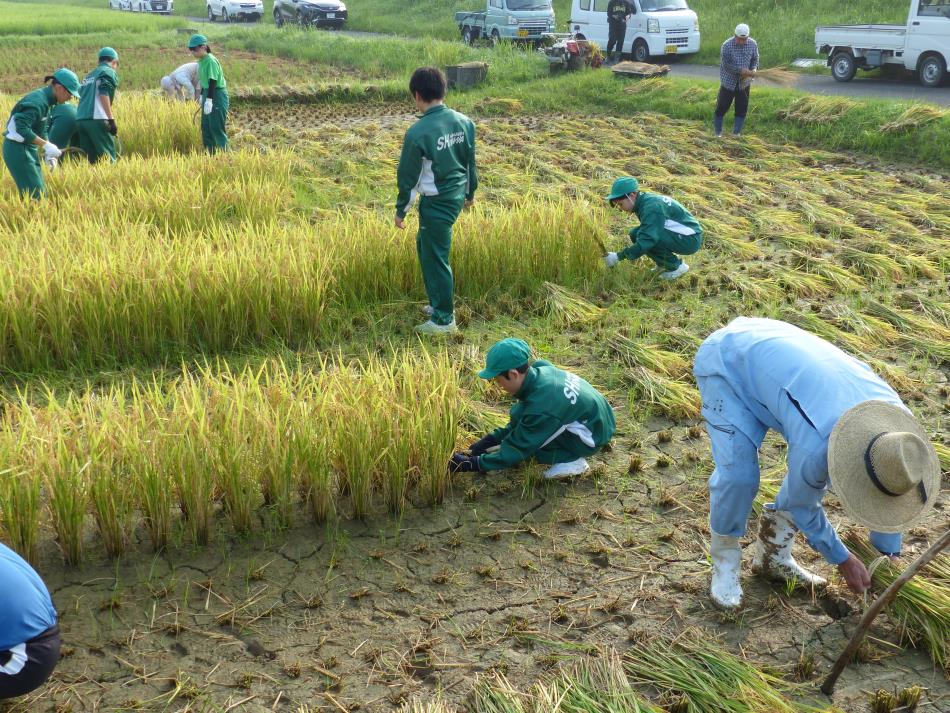 新和中生徒、いよいよ「稲刈り」です。