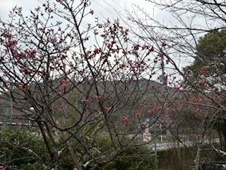 河津桜