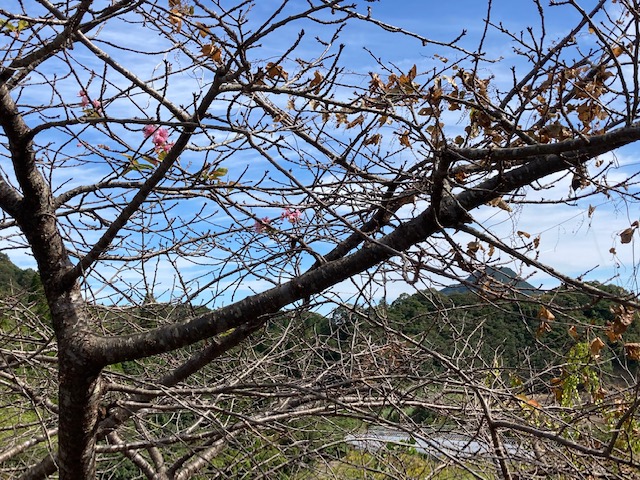 河津桜