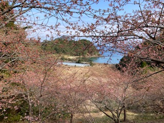 河津桜２月