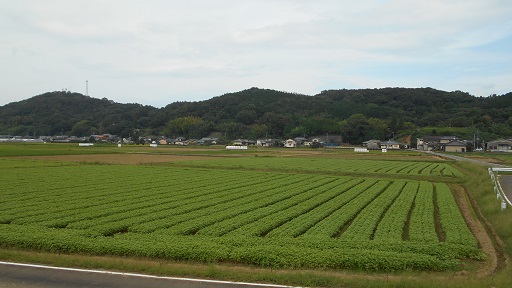 蕎麦畑