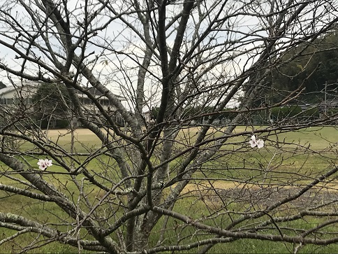 季節外れの桜