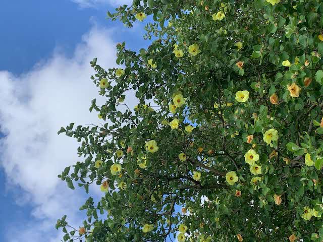 「はまぼう」まだまだ見ごろです🌻