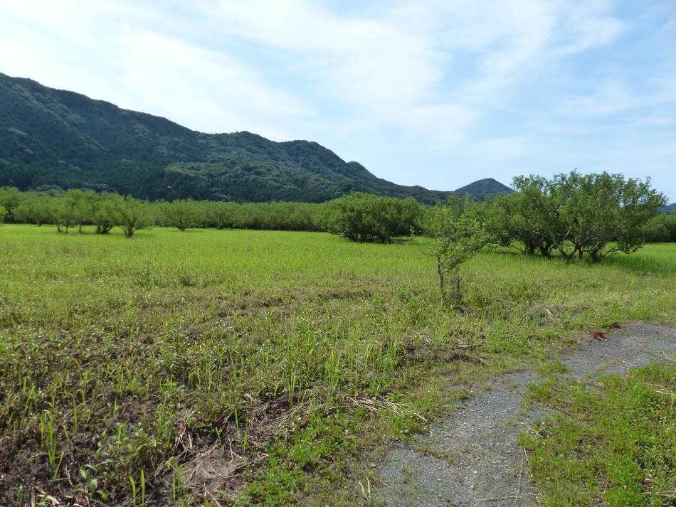 はまぼう群生地 (1)
