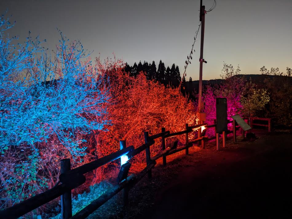 はまぼう群生地右