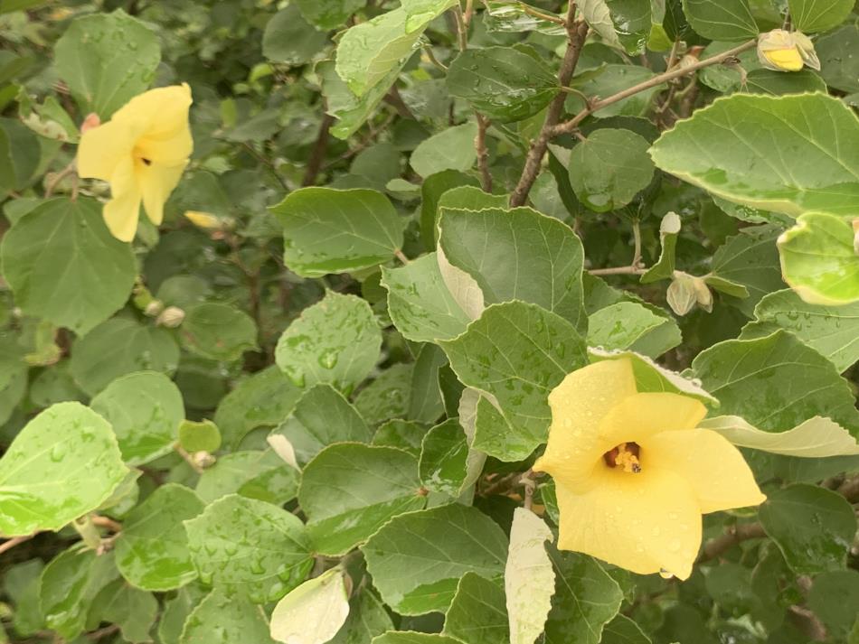 はまぼう開花3 (1) (1)