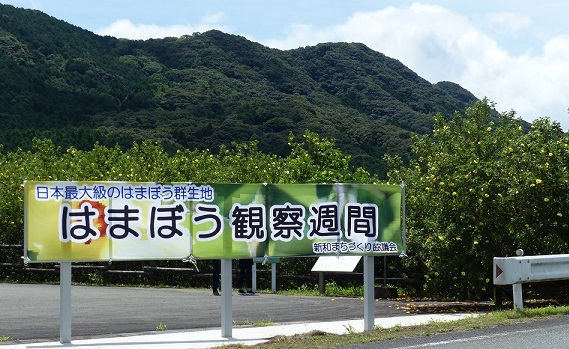 令和６年「はまぼう観察週間」を開催しました