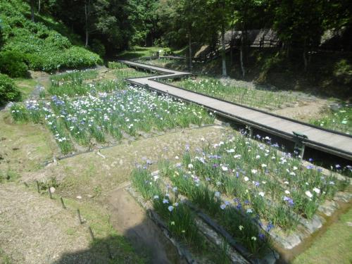 ５月31日の花菖蒲園（７分咲き）