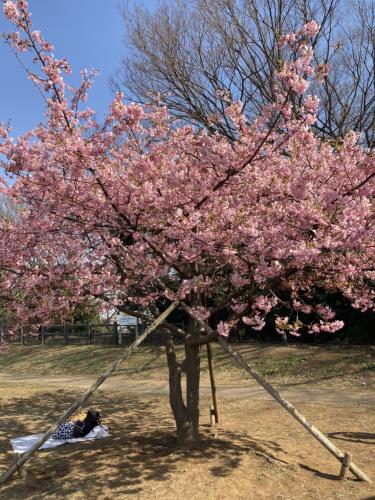 河津桜