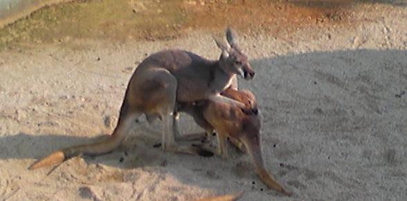 animal3