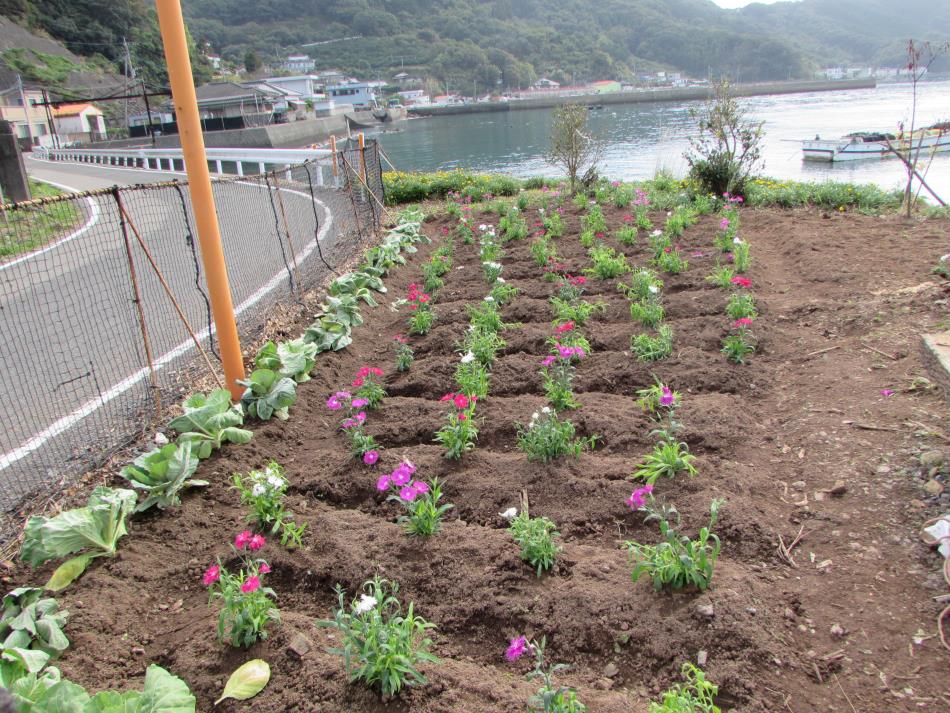 苗植え