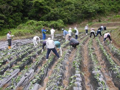 H20さつまいも苗植え（からいも盗人）.JPG