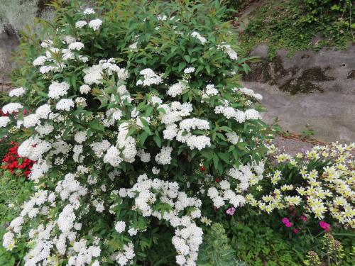 花壇の花