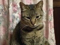 スマホでパチリ　にゃんこ9