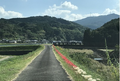 10月の彼岸花2