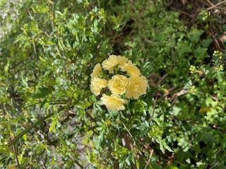 モッコウバラ第1号開花