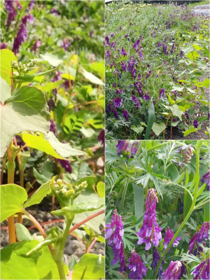 ヘアリーベッチとソバの花