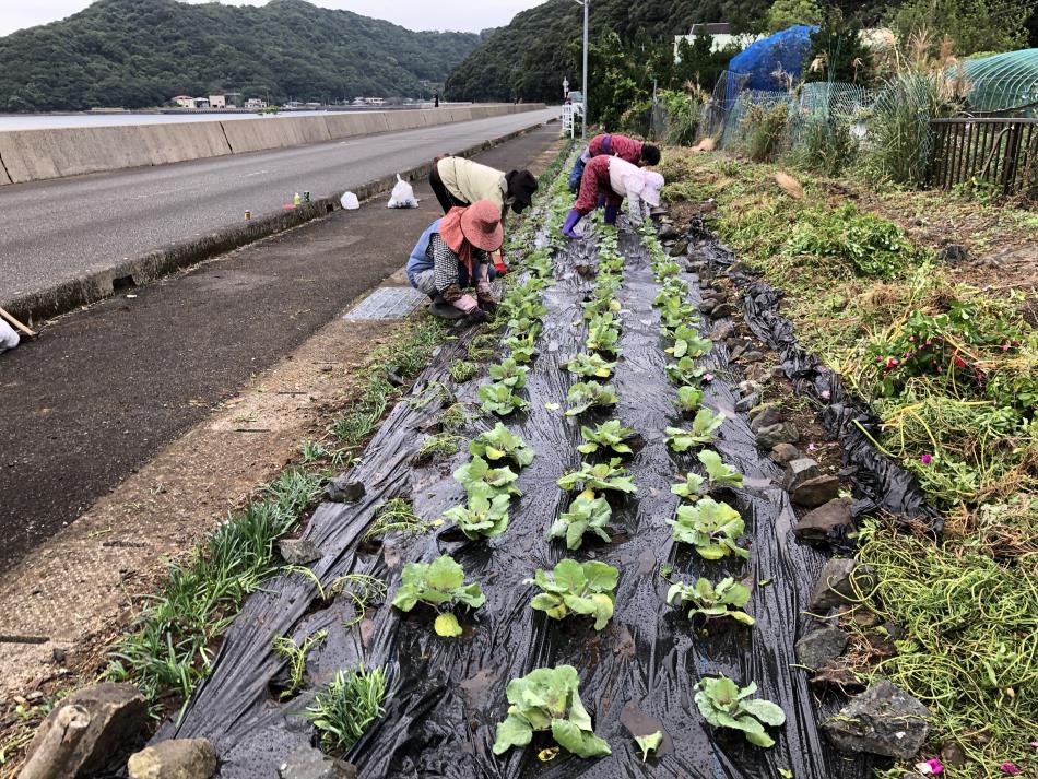 なでしこ (3)