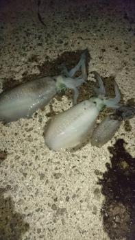 イカ釣り