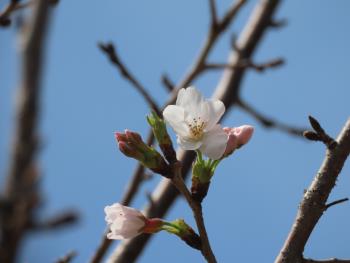 桜