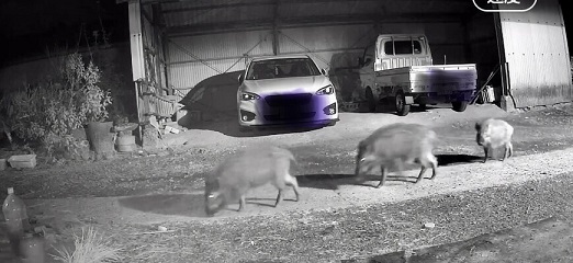 いのしし画像