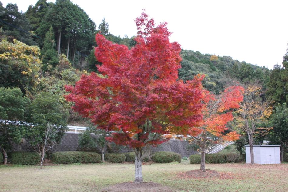 公園のもみじ