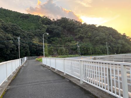 松の木カット後②