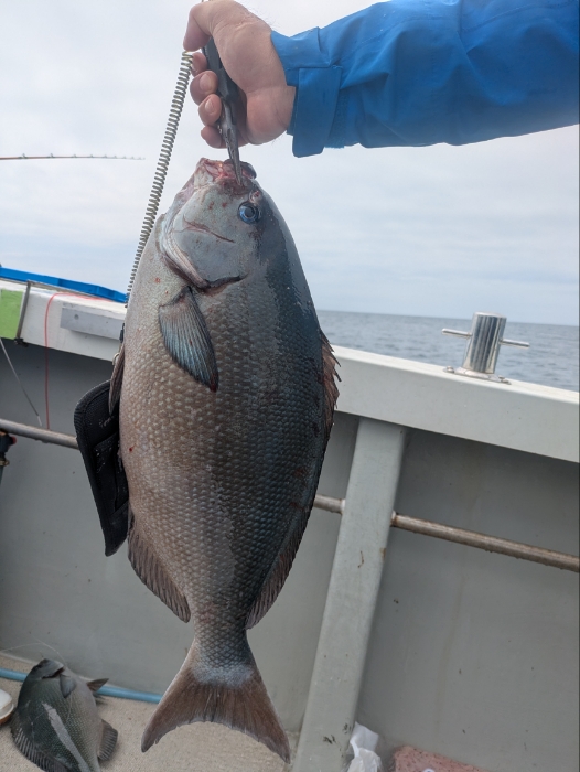 オキアミ五目アジ曽根便