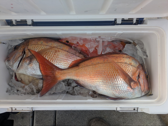 オキアミ五目アジ曽根便