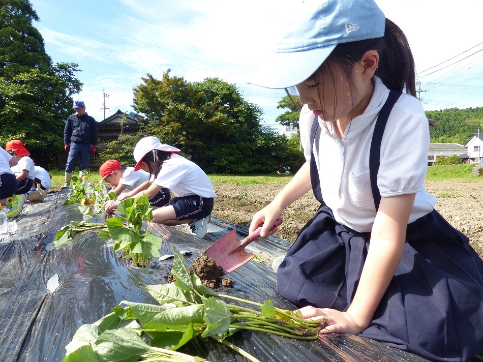穴掘り