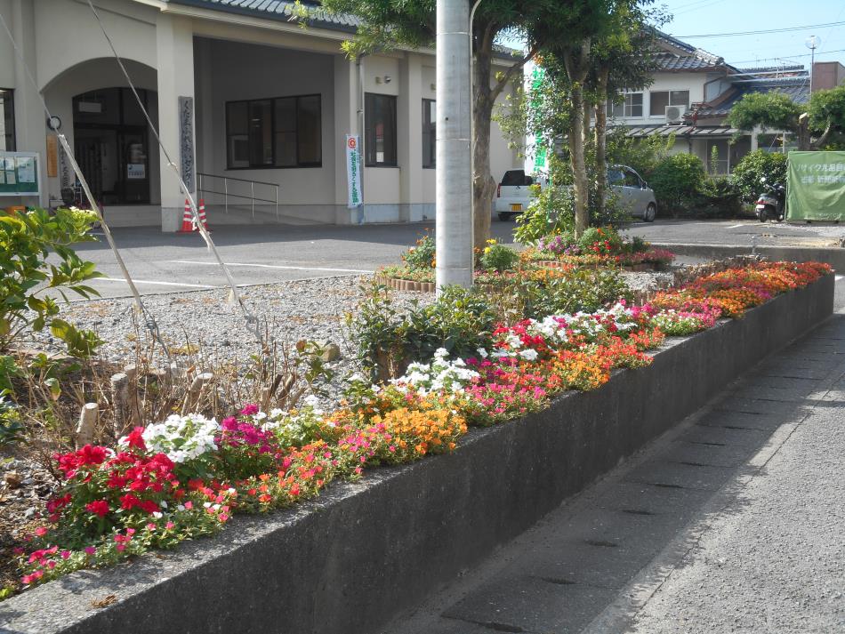 ７月の花